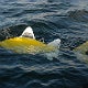 Shoal developed a robotic fish Shoal developed a robotic fish